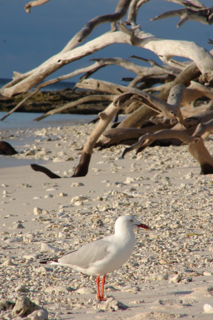 Wildlife on Lady Musgrave Island, Australia