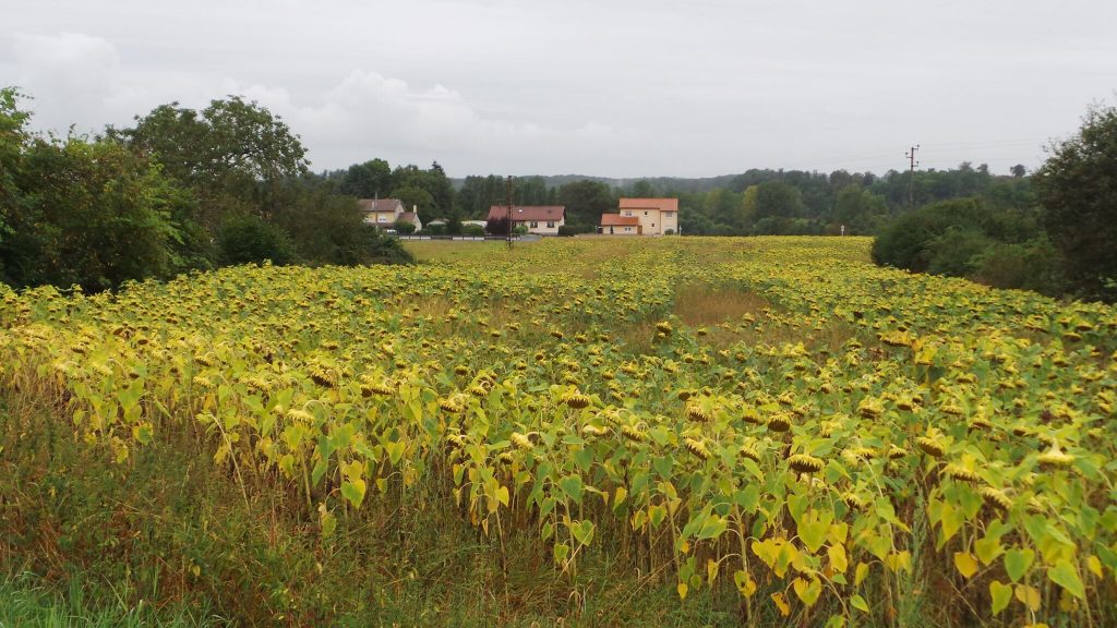 sunflowers in France