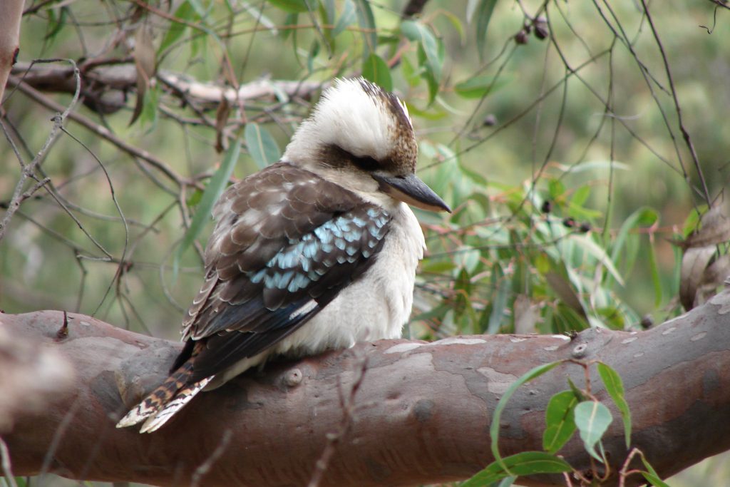 Kookaburra in the Blue Mountains, Australia