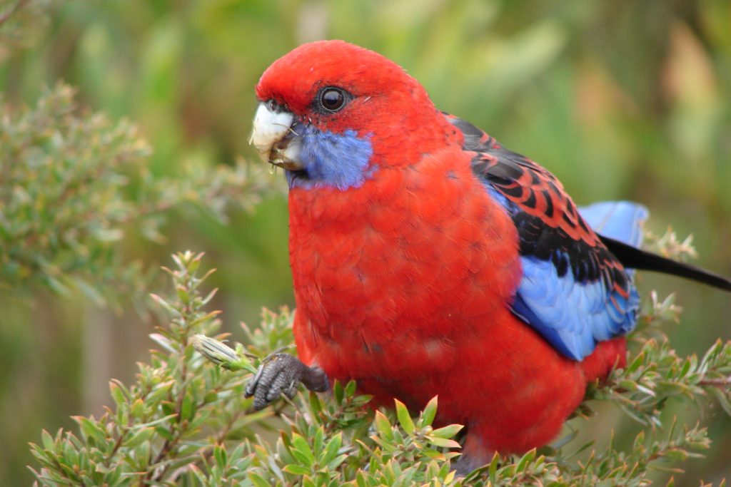 Red parrot in the Blue Mountains, Australia