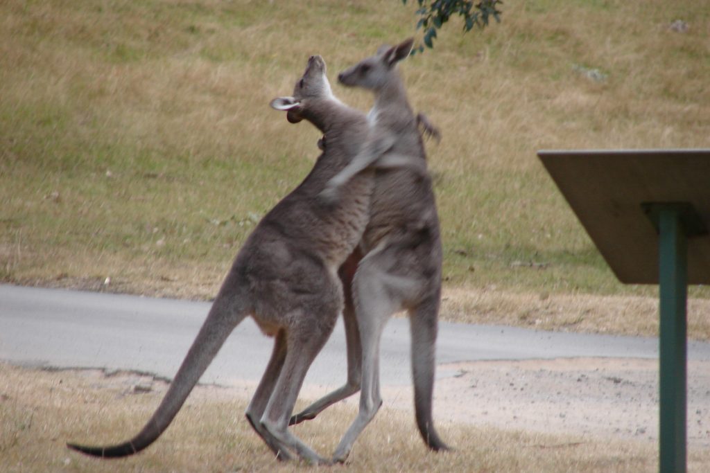 Wallaby Fight. The Blue Mountains National Park, Australia