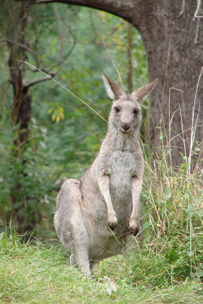 Wallaby in the Blue Mountains, Australia
